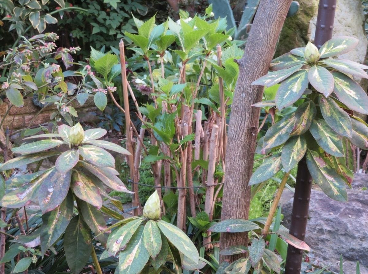 地植えをしたシャクナゲの花咲くまで 2021/03/18 今年の花蕾み