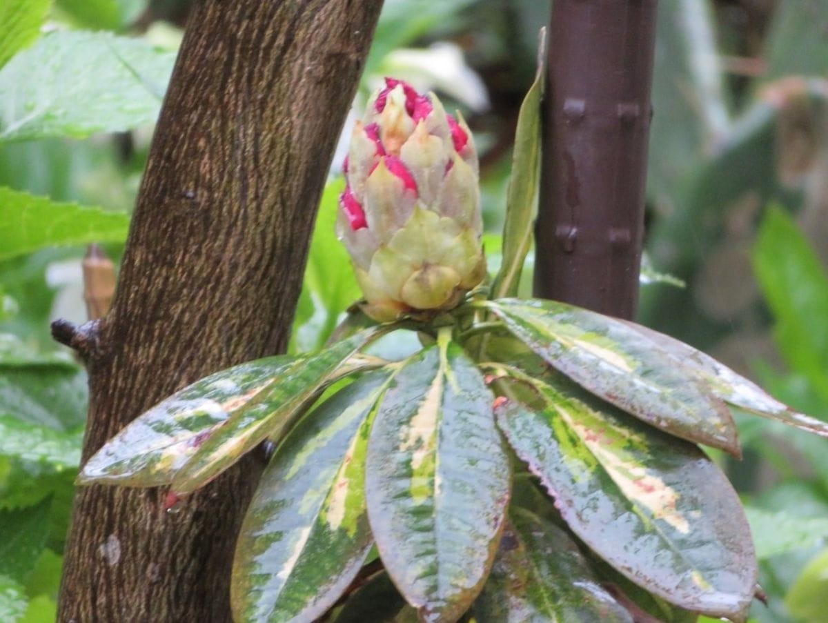 地植えをしたシャクナゲの花咲くまで 2021/03/28 花蕾みに赤い点々