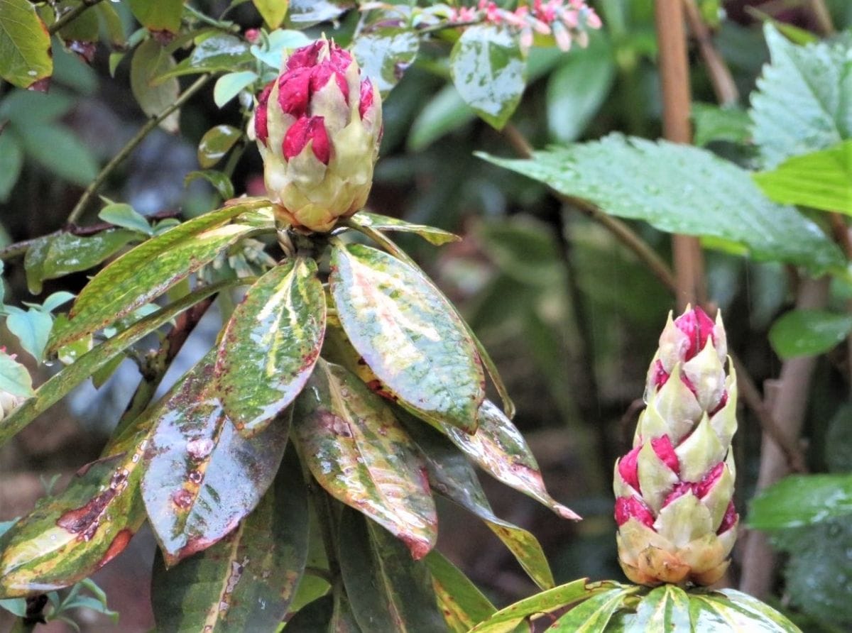 地植えをしたシャクナゲの花咲くまで 2021/03/28 ２つの花蕾み