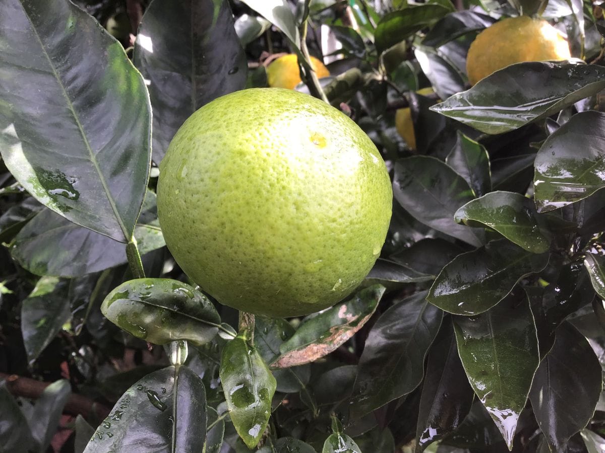 食べた果実の種から開花〜🌸結実🍊 *10月27日　大きさ　5.5センチ