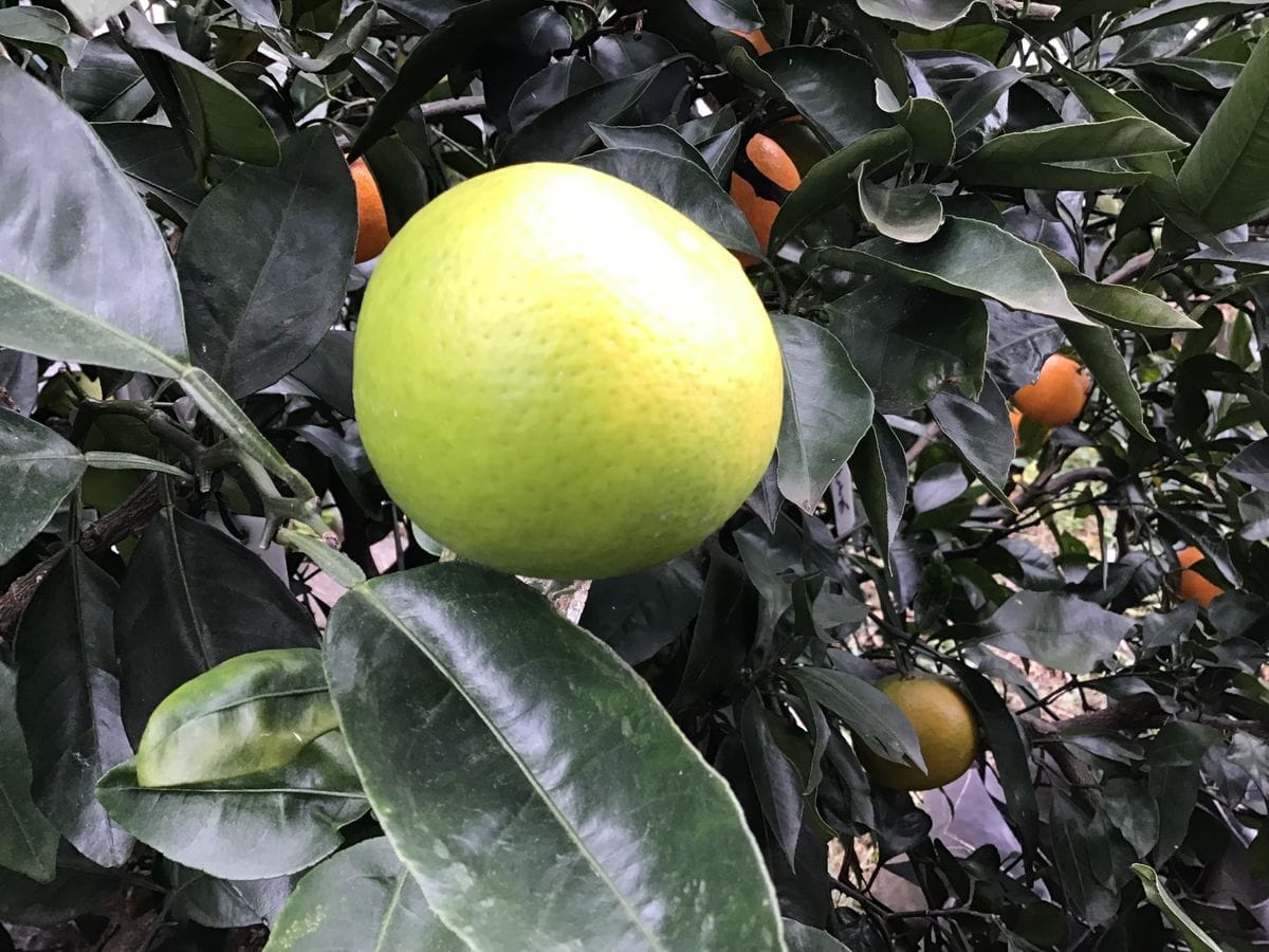 食べた果実の種から開花〜🌸結実🍊 11月21日