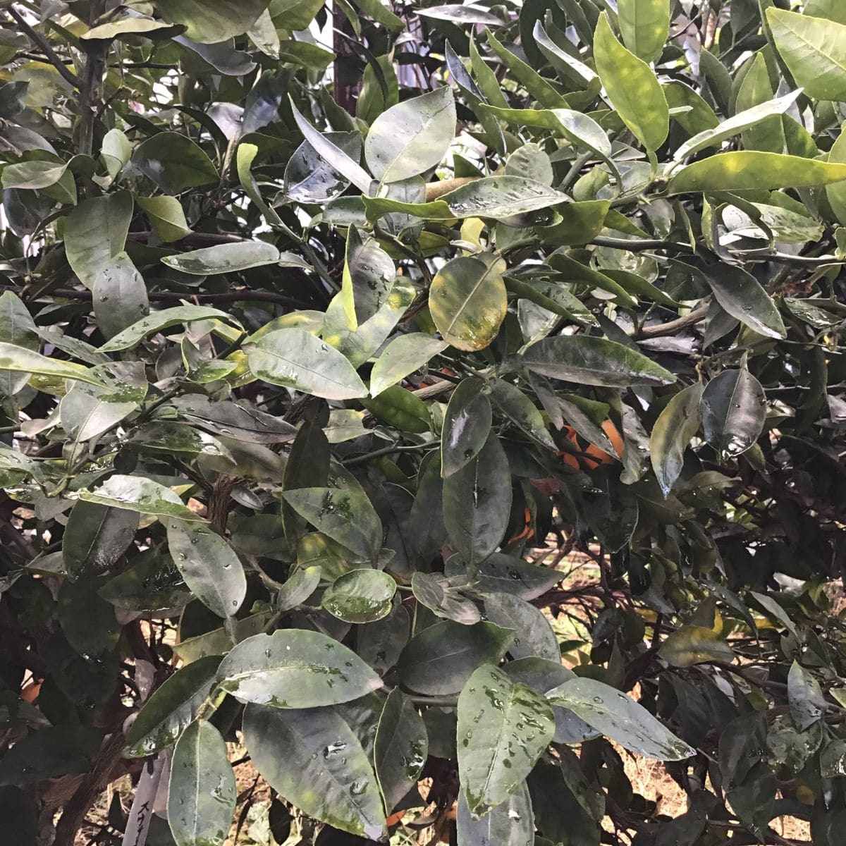 食べた果実の種から開花〜🌸結実🍊 2020年春の種蒔きから4年に……