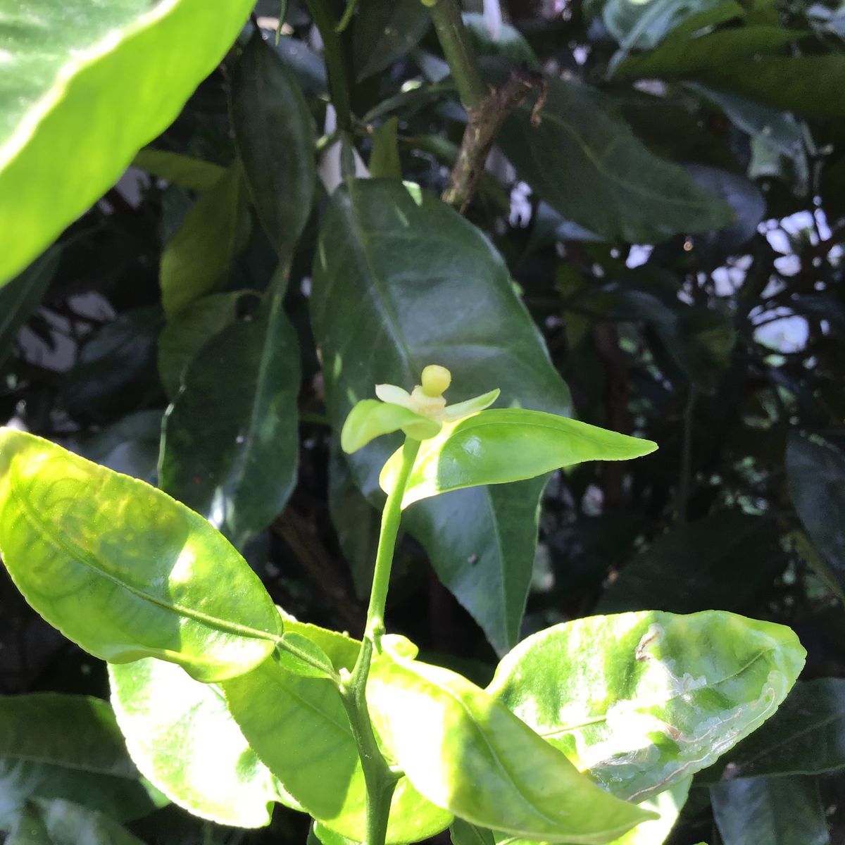 食べた果実の種から開花〜🌸結実🍊 6月11日　雌しべは未熟