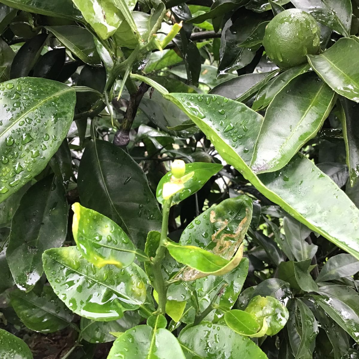 食べた果実の種から開花〜🌸結実🍊 7月9日　開花から1ヶ月あまり