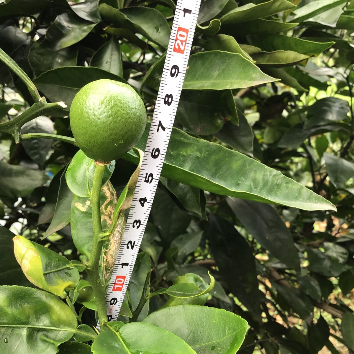 食べた果実の種から開花〜🌸結実🍊 7月29日　3センチに成長