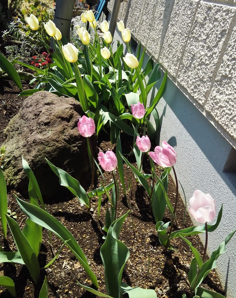 チューリップの花色が変わったと思ったら『モザイク病』でした！ ２年目の開花