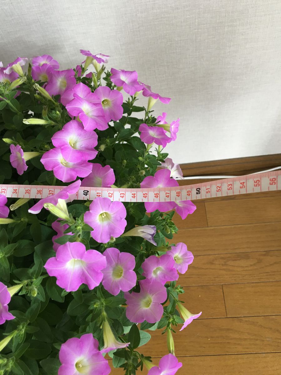 サフィニアの花をたくさん咲かせたい 株幅５０センチ