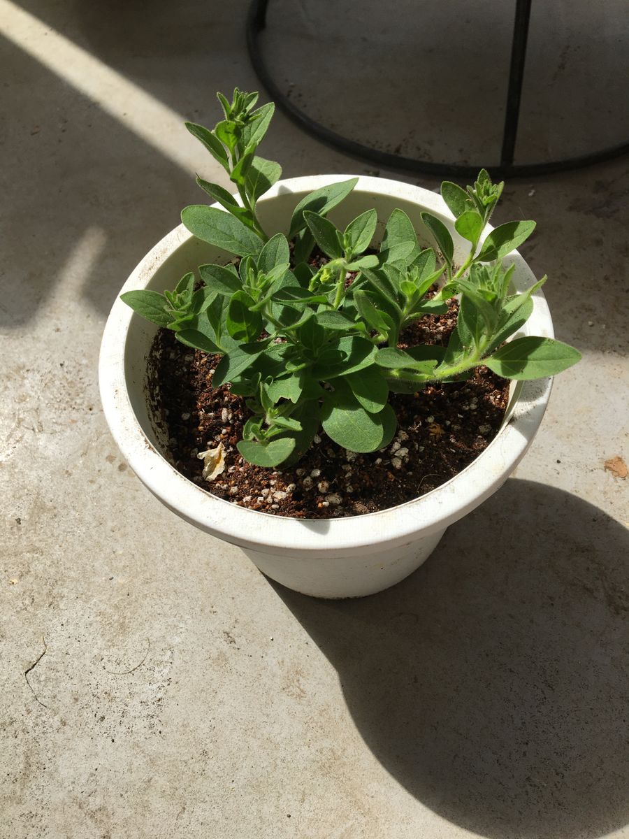 サフィニアの花をたくさん咲かせたい 苗を植えました