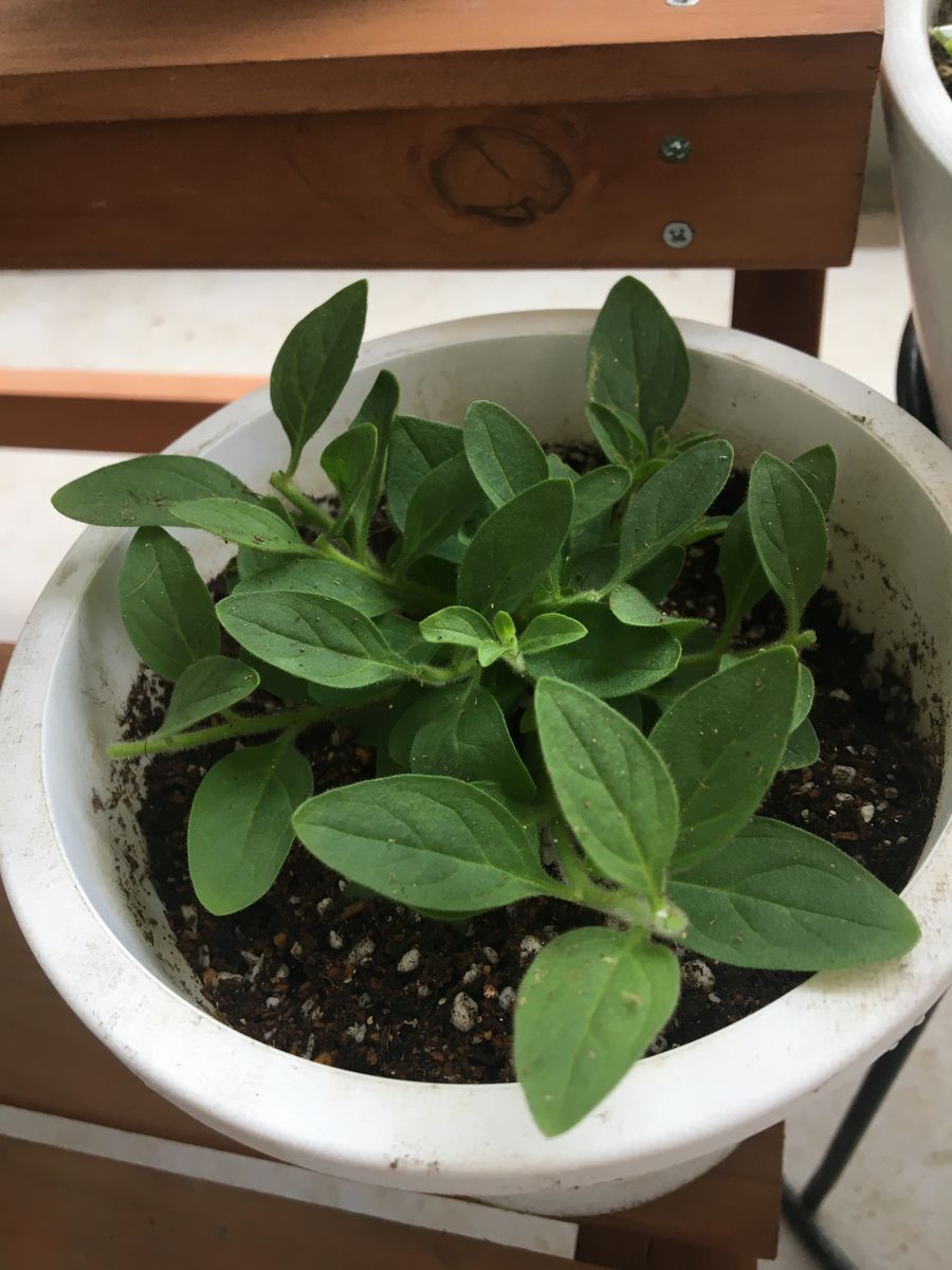 サフィニアの花をたくさん咲かせたい １回目、摘芯