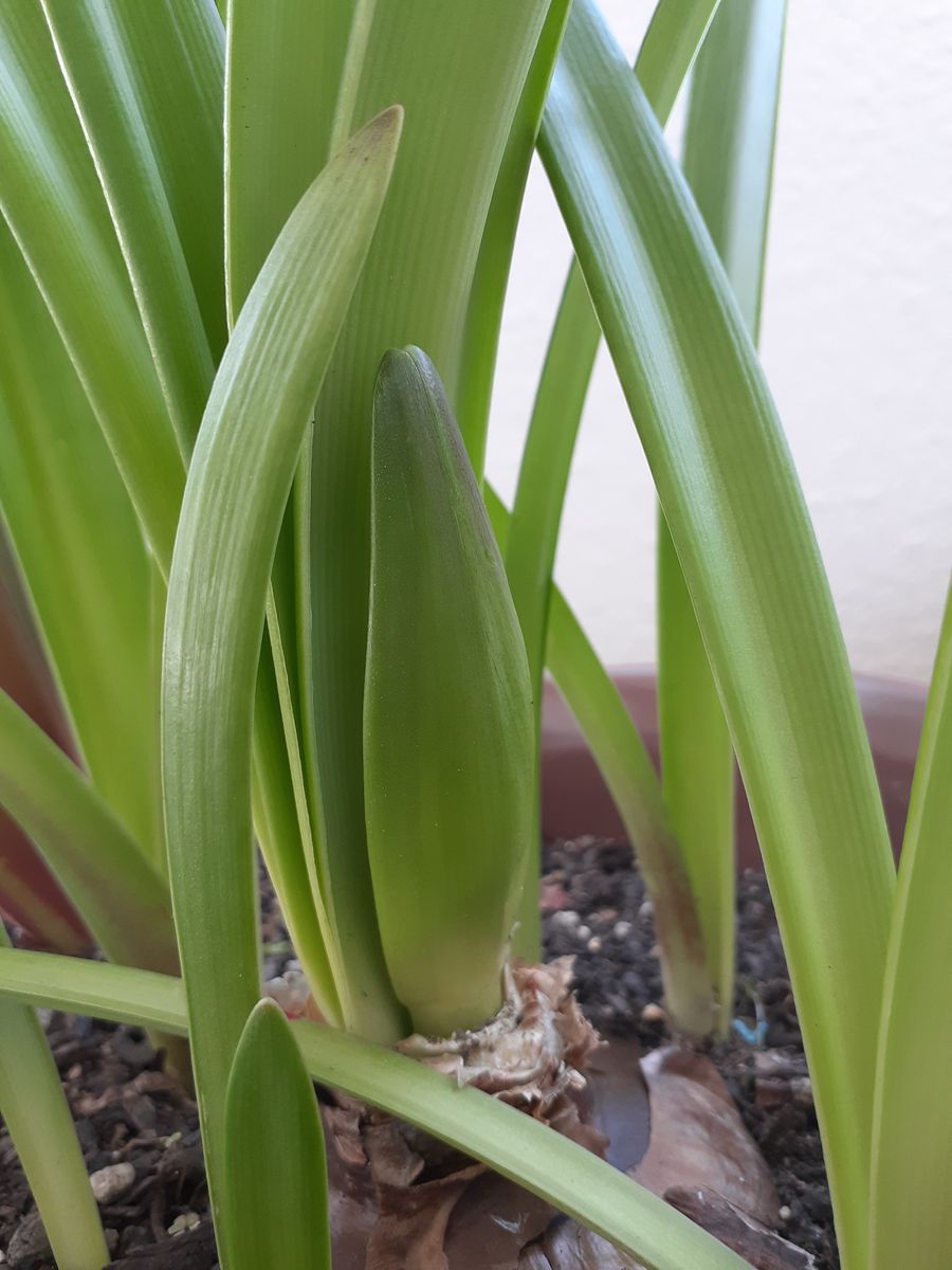 アマリリスのオリジナル品種を作る？ 花茎が伸びてきた！