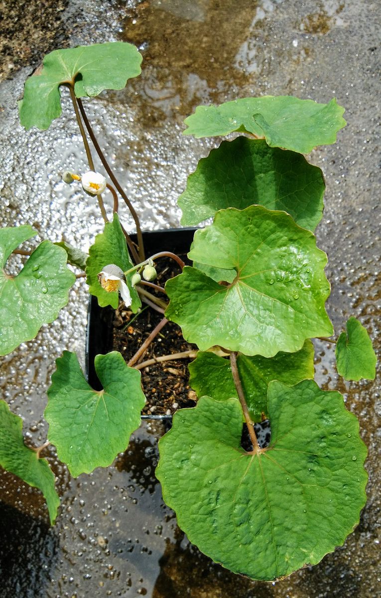 植木鉢に咲く白雪ケシ（エオメコン）を楽しもう🎵 4月9日　全体の様子