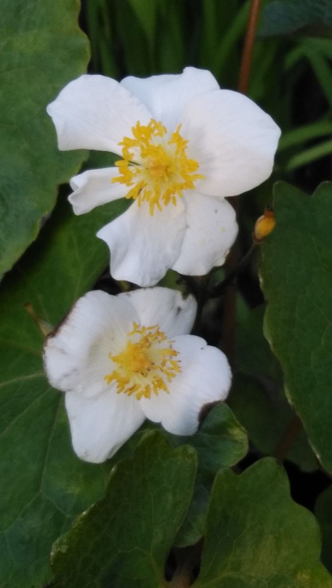 植木鉢に咲く白雪ケシ（エオメコン）を楽しもう🎵 ５月２日 花弁が６枚と４枚の花