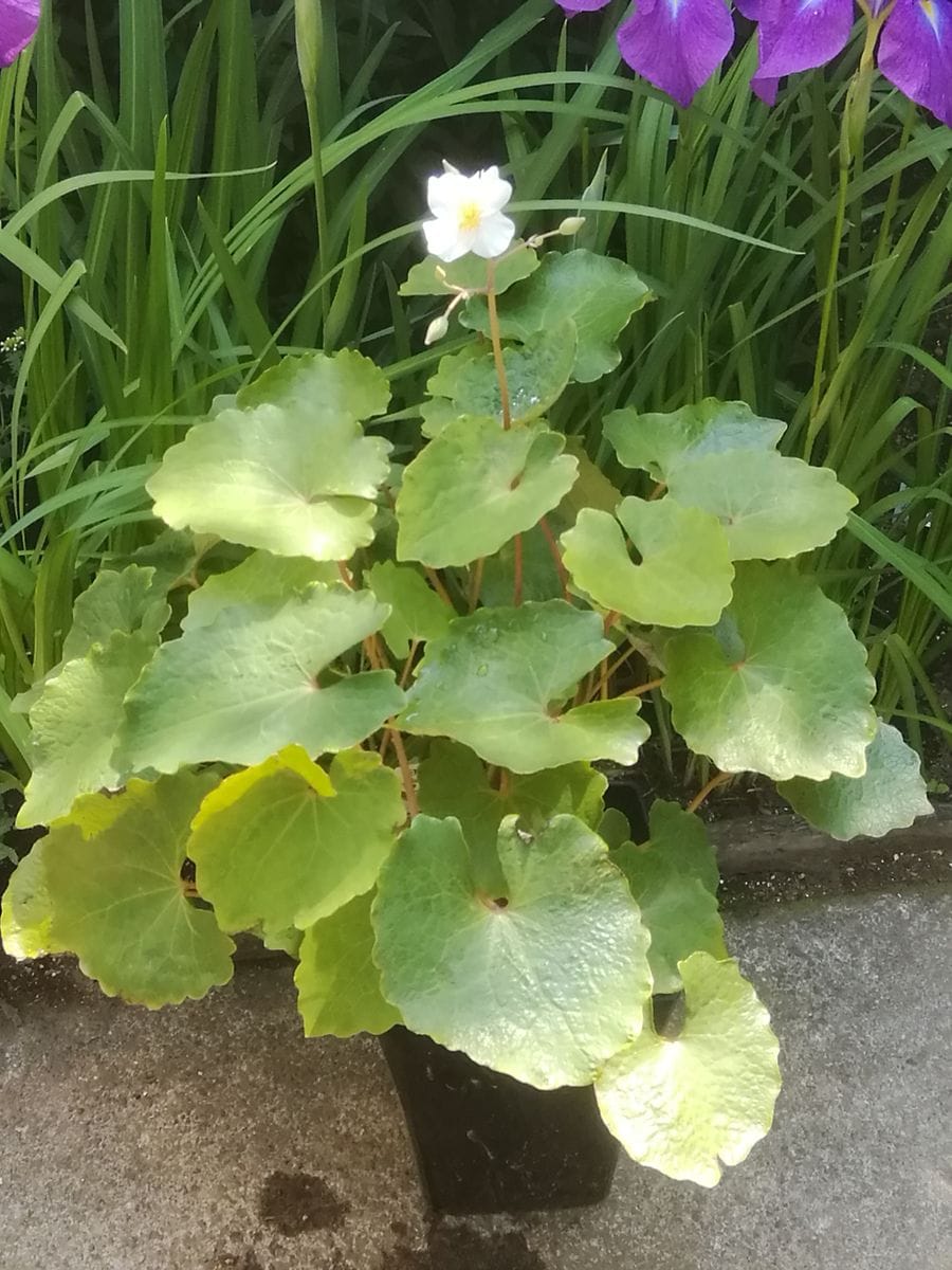 植木鉢に咲く白雪ケシ（エオメコン）を楽しもう🎵 ６月８日の様子です