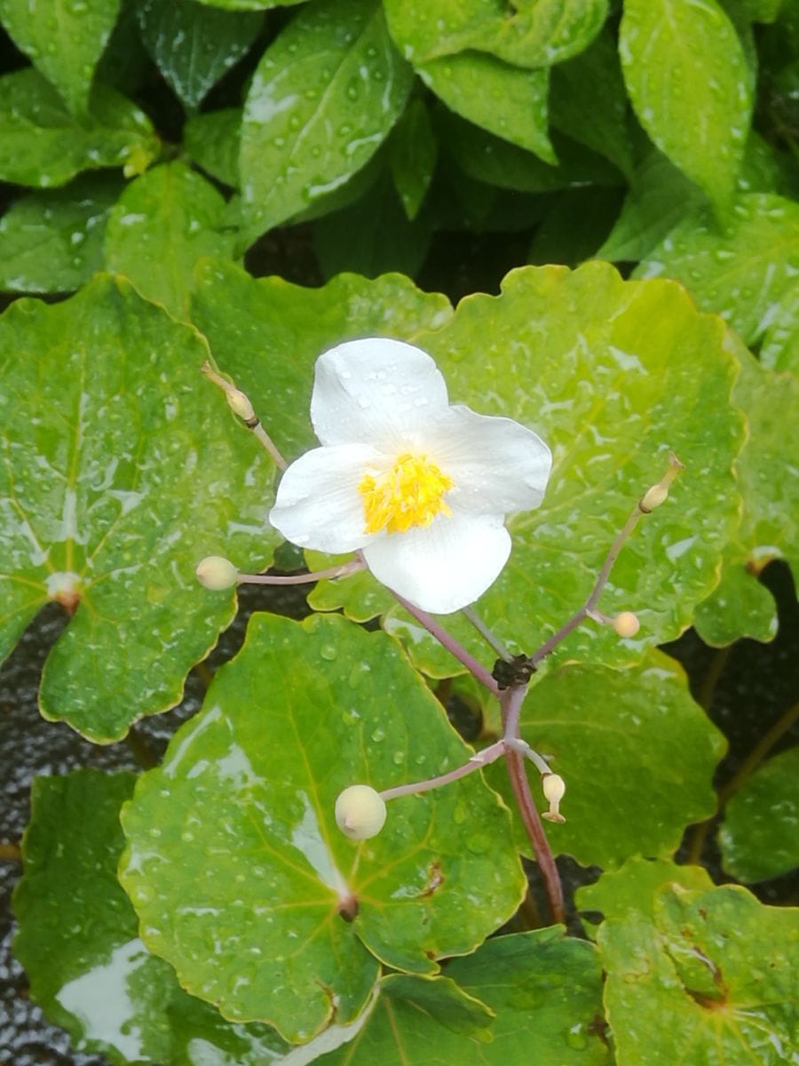 植木鉢に咲く白雪ケシ（エオメコン）を楽しもう🎵 ６月１９日　４個目の花