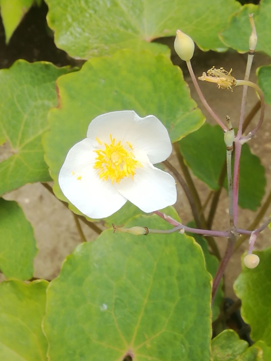 植木鉢に咲く白雪ケシ（エオメコン）を楽しもう🎵 ６月２２日　５個目の開花