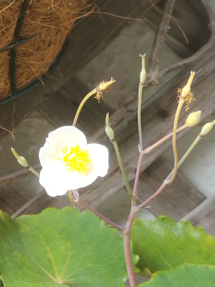 植木鉢に咲く白雪ケシ（エオメコン）を楽しもう🎵 ６月２６日　開花