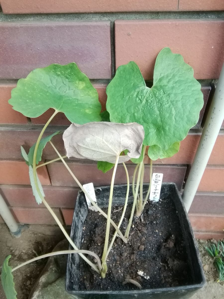 植木鉢に咲く白雪ケシ（エオメコン）を楽しもう🎵 明るい日影に置いて