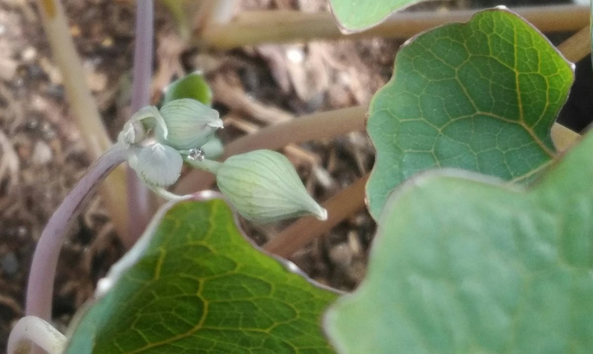 植木鉢に咲く白雪ケシ（エオメコン）を楽しもう🎵 ３月３０日 蕾を確認