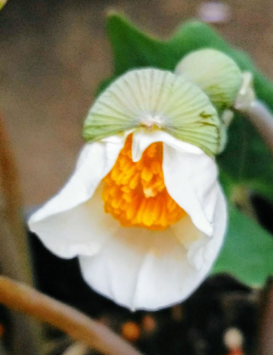 植木鉢に咲く白雪ケシ（エオメコン）を楽しもう🎵 ４月５日　初花が開花中です🍀