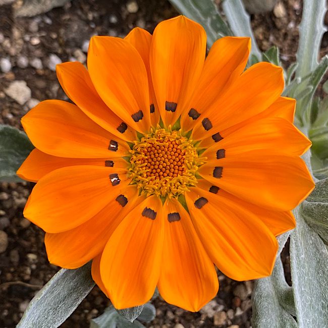 シルバーリーフのガザニアを種から開花まで目指す♪ またオレンジだったけど😊♪