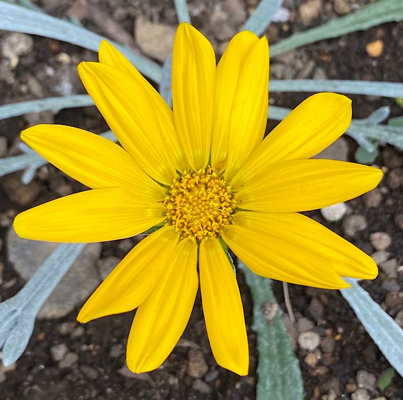 シルバーリーフのガザニアを種から開花まで目指す♪ 今度はイエロー💛