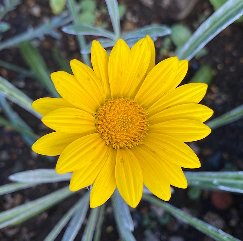 シルバーリーフのガザニアを種から開花まで目指す♪ 残りの1つも咲きました❣️