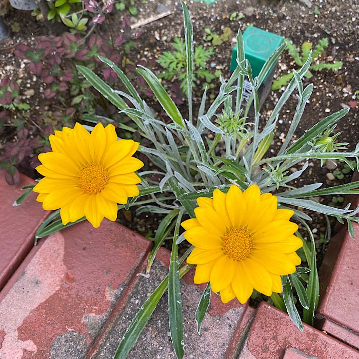 シルバーリーフのガザニアを種から開花まで目指す♪ 去年の株が開花しました♪