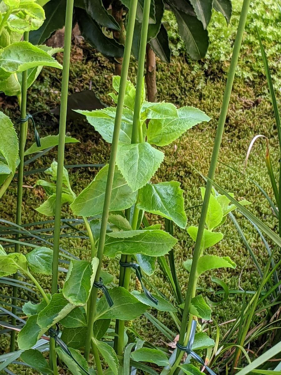 キキョウが咲くまで 支柱立て