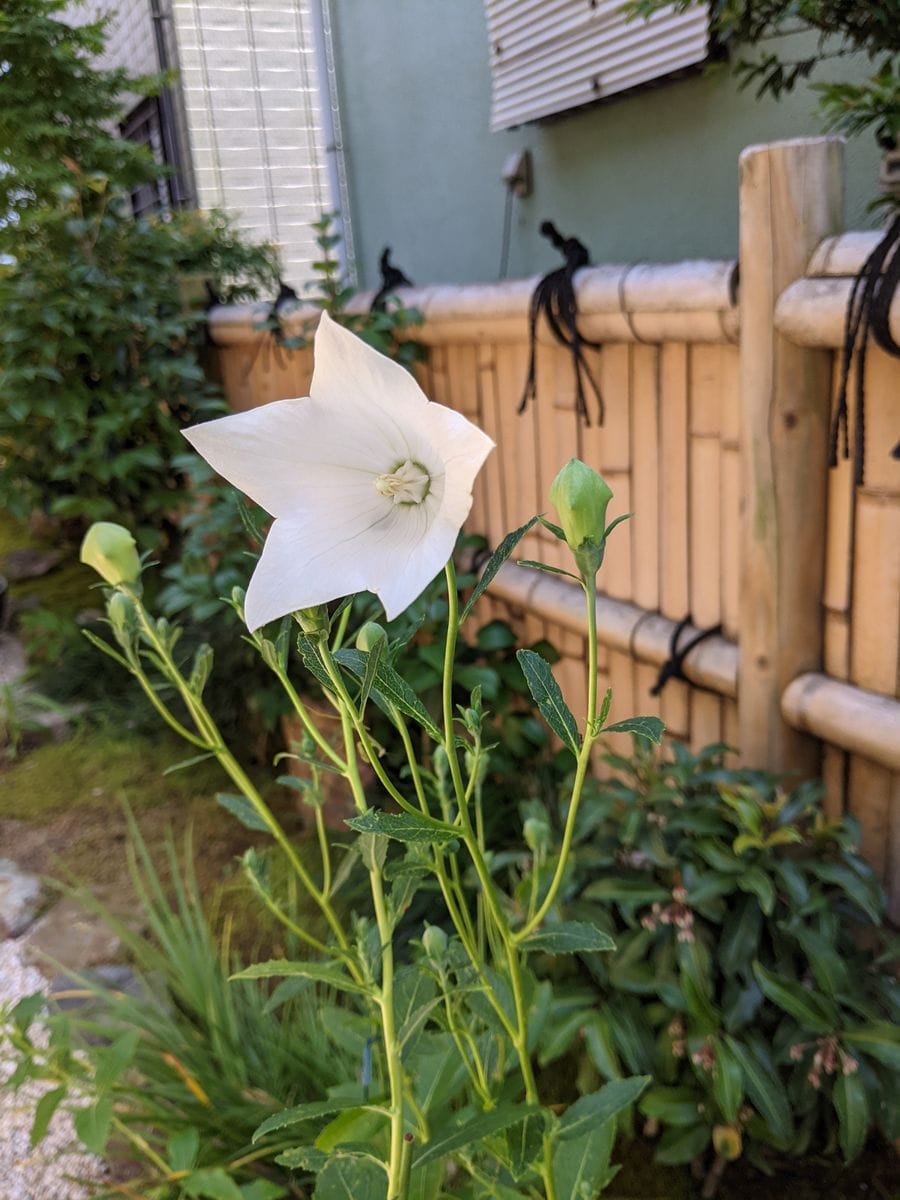 キキョウが咲くまで ついに開花