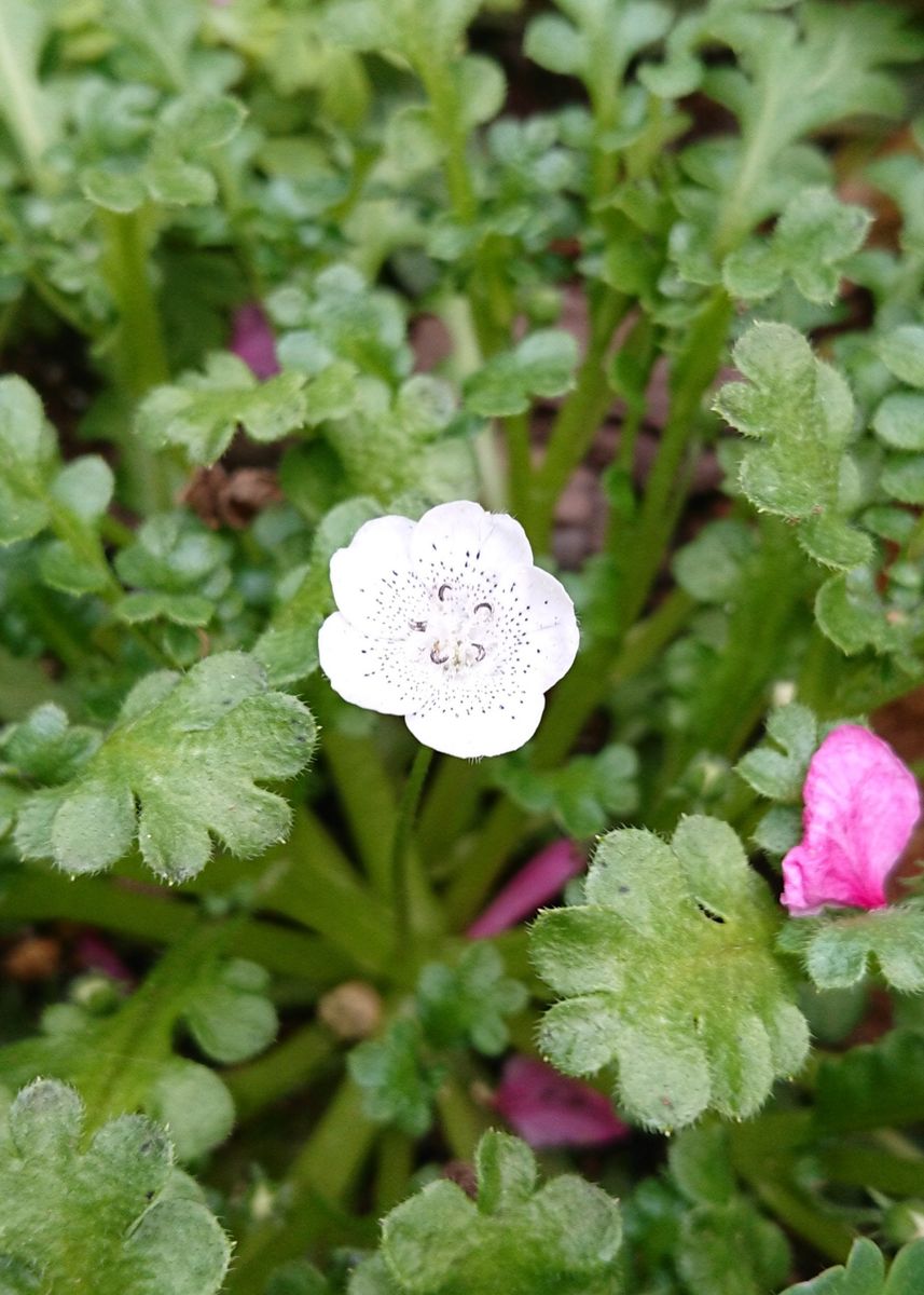 ネモフィラ リベンジ 3月30日 スノーストーム開花