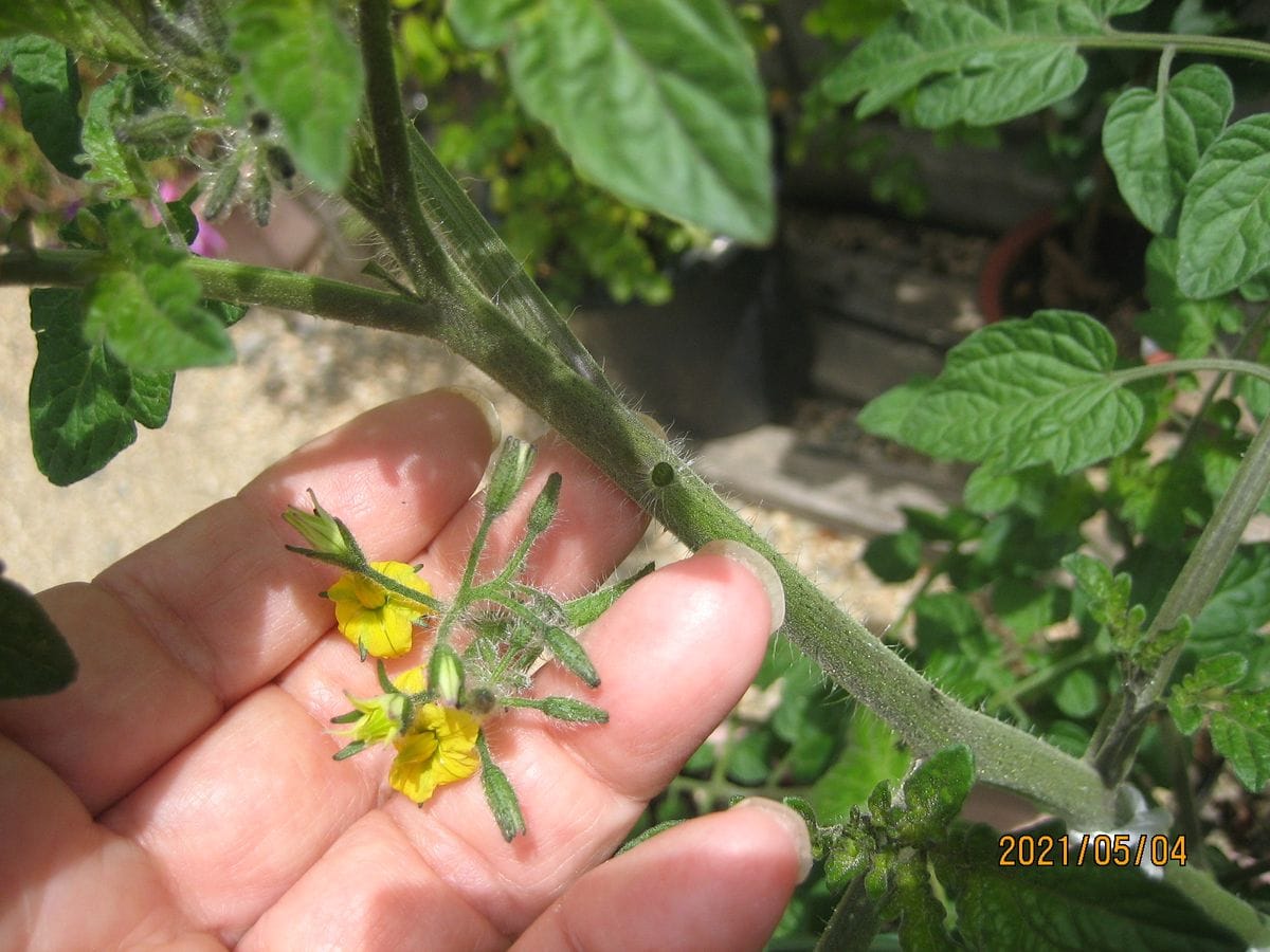 ミニトマトの一本仕立て 一段目の花芽とり