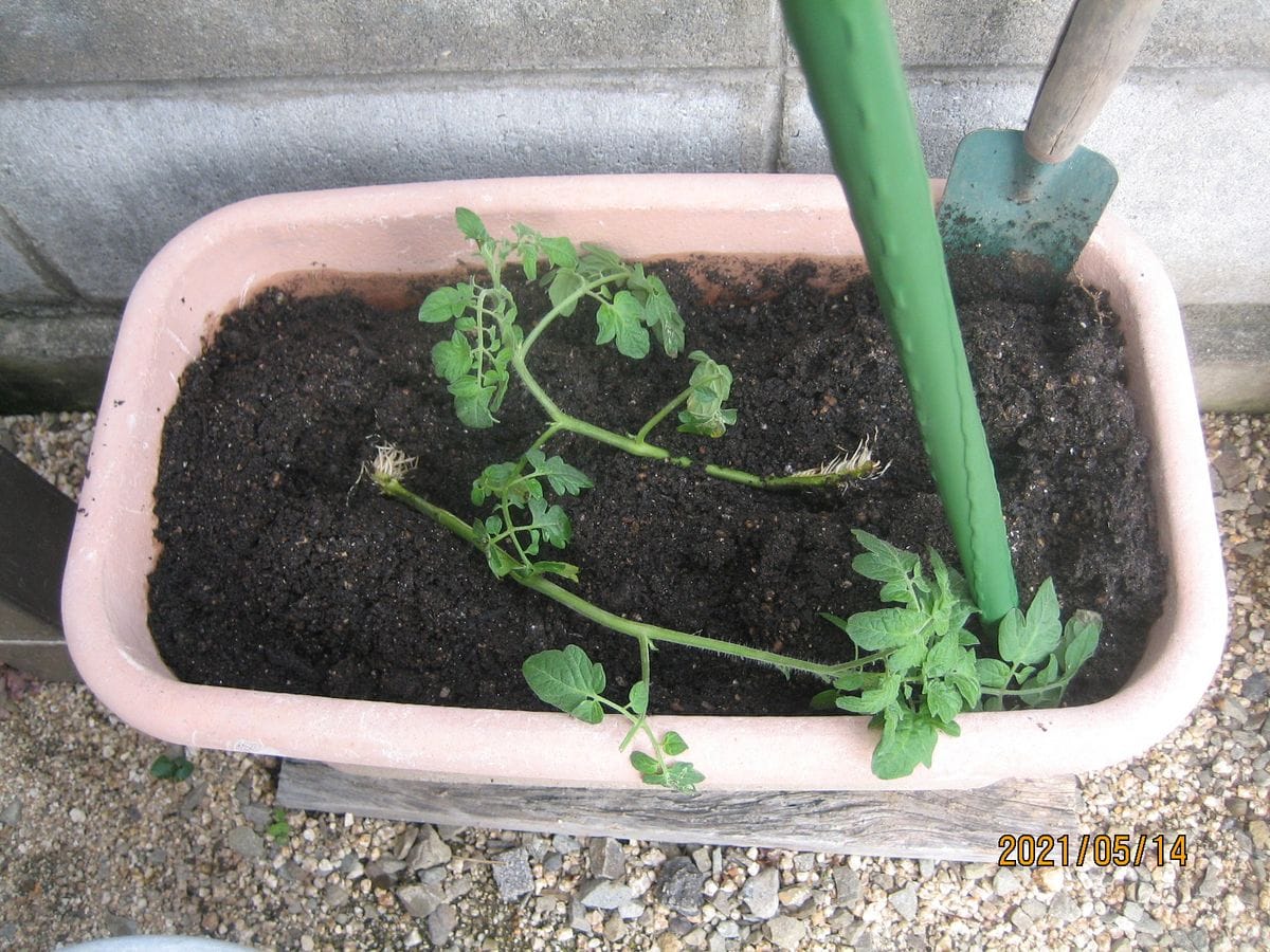 ミニトマトの一本仕立て 脇芽を植え付ける！