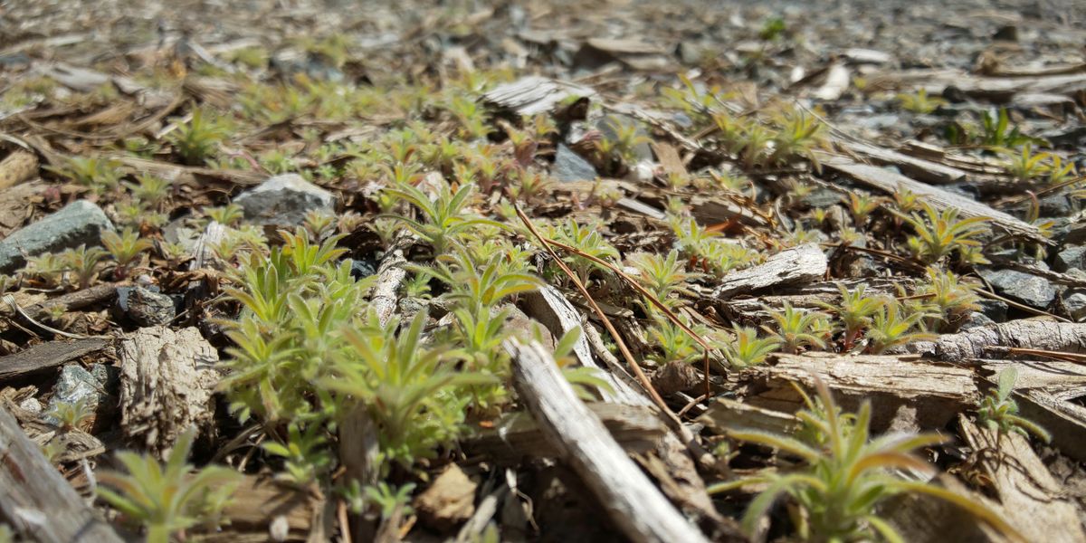 こぼれ種からの　コキア２年目です こぼれ種から発芽？