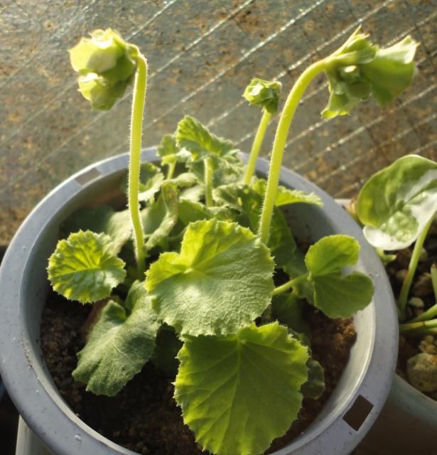 意外とできた！オブコニカの夏越し 年明けには・・・