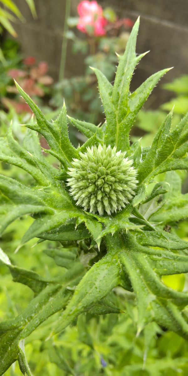 球状ユニークな花をドライフラワーに🎵 顔を出す