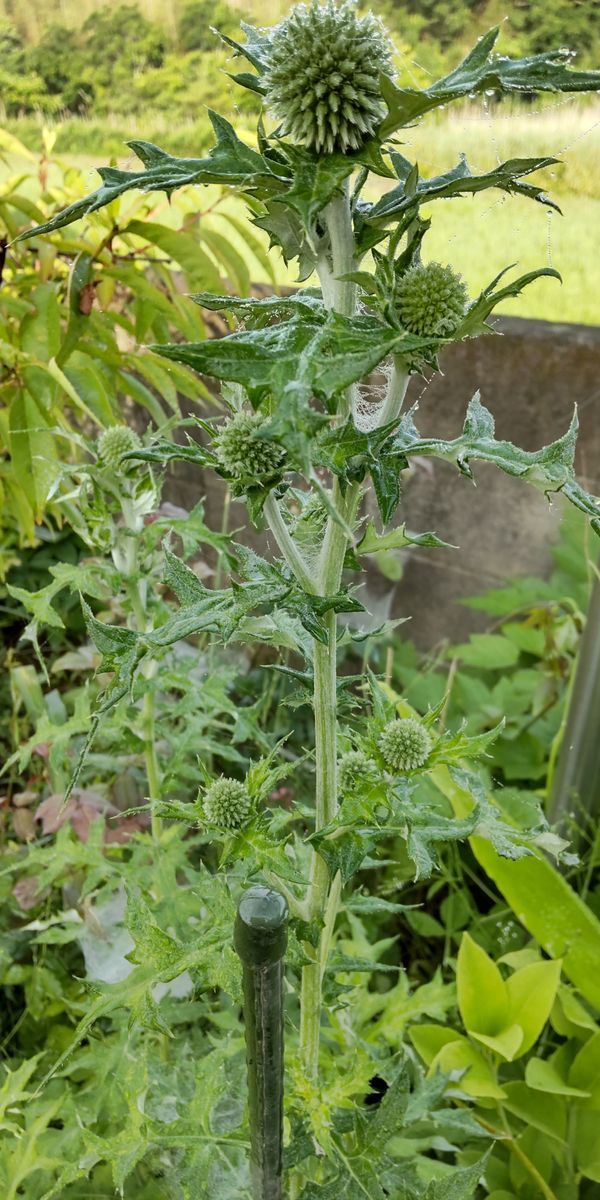 球状ユニークな花をドライフラワーに🎵 横の蕾