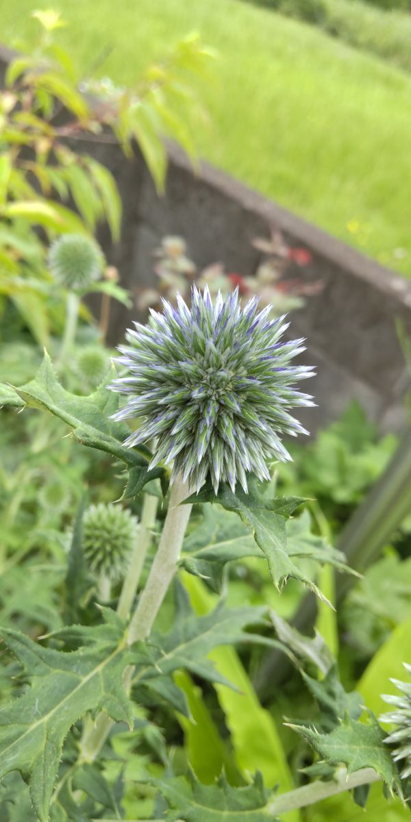 球状ユニークな花をドライフラワーに🎵 ほんのり水色