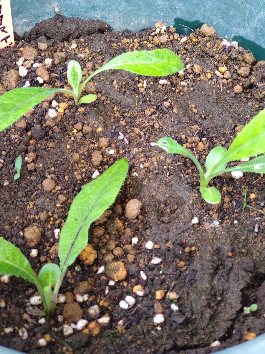 球状ユニークな花をドライフラワーに🎵 植え替え