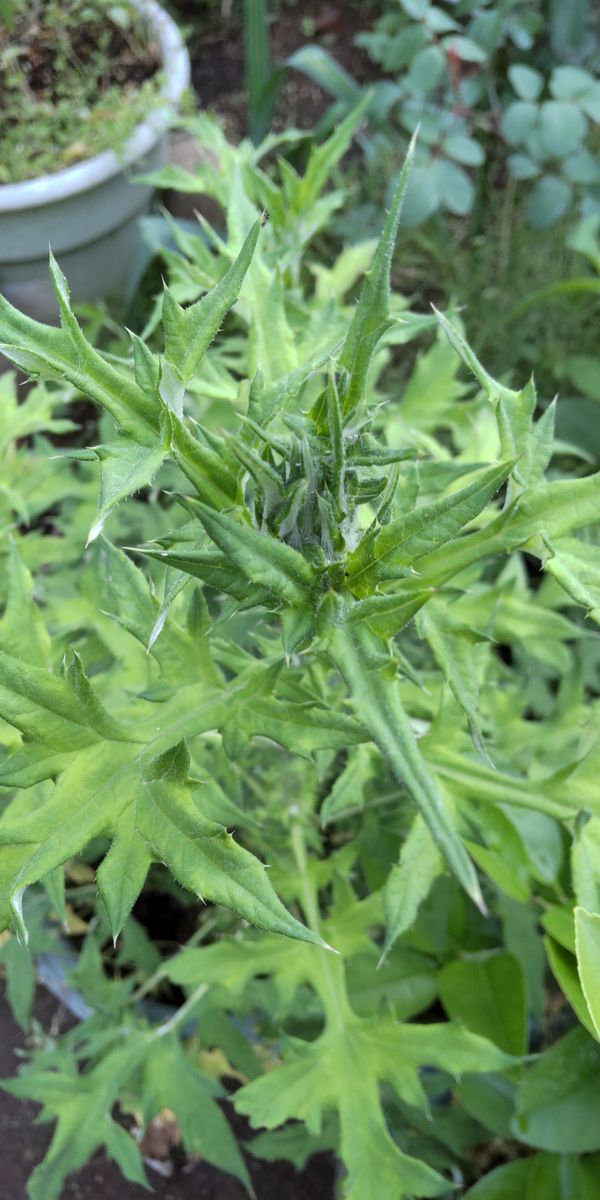 球状ユニークな花をドライフラワーに🎵 鉢植え