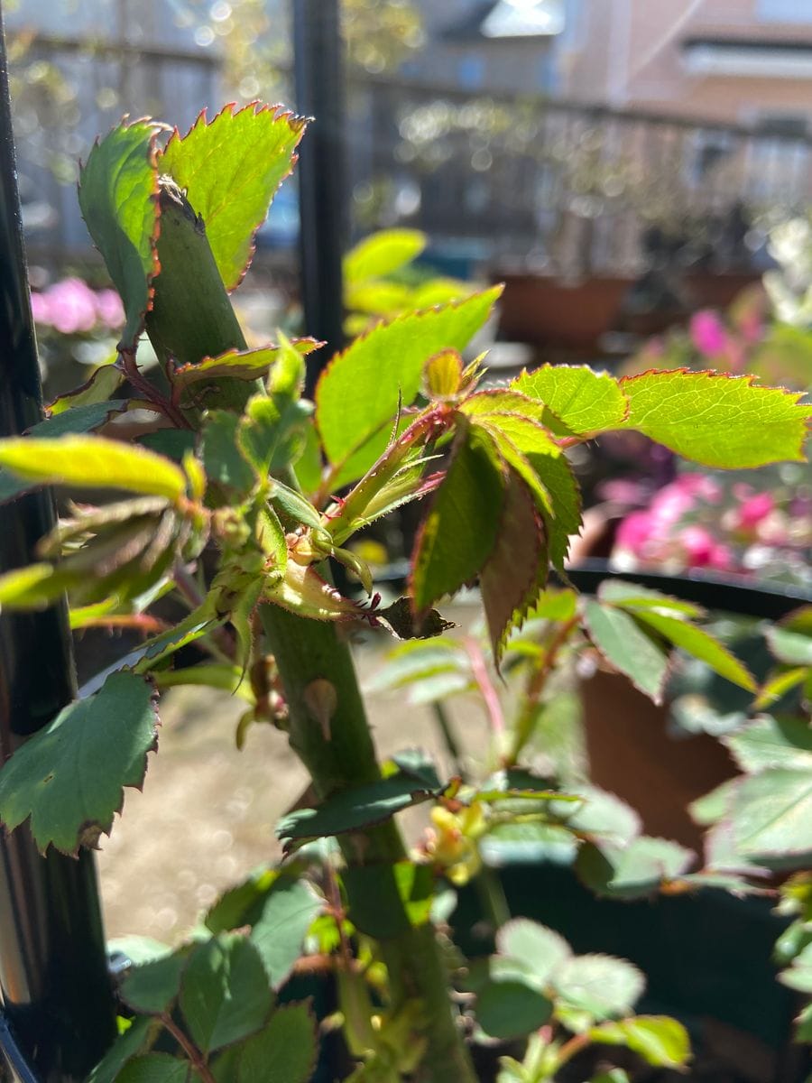 初めてのバラ　一喜一憂の日々 　3月中旬