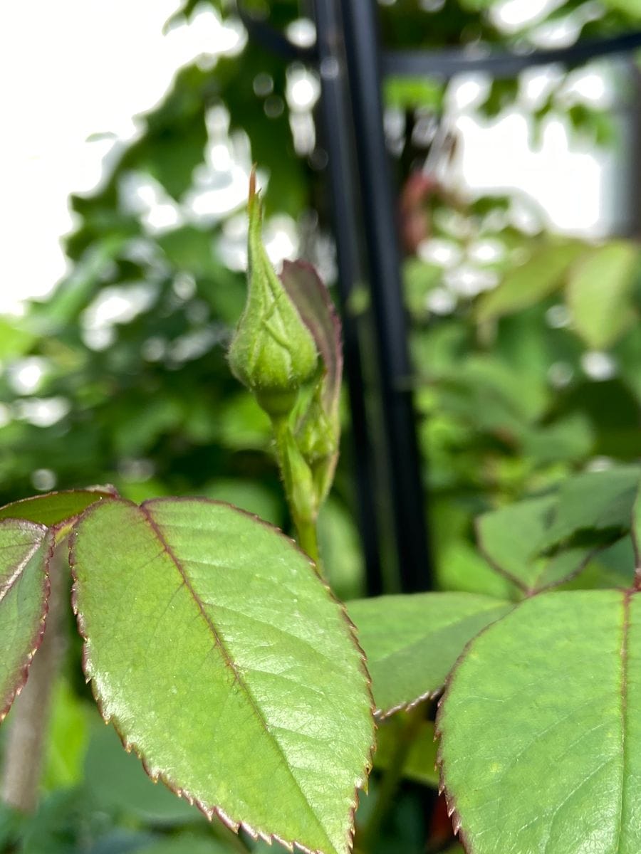 初めてのバラ　一喜一憂の日々 　5月4日　つぼみが