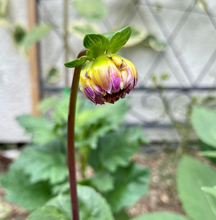 切り花用のポンポンダリアを種から開花まで目指す！ 花壇のダリアにも蕾❣️