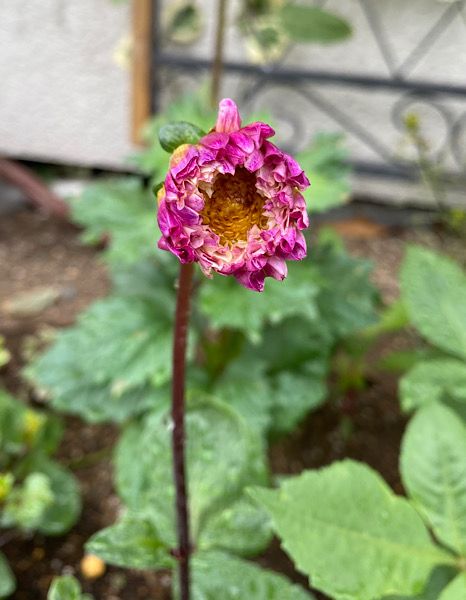 切り花用のポンポンダリアを種から開花まで目指す！ ガーン😱