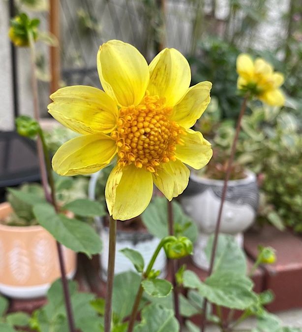 切り花用のポンポンダリアを種から開花まで目指す！ 咲きました〜♪