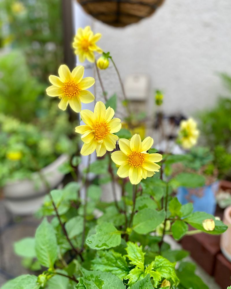 切り花用のポンポンダリアを種から開花まで目指す！ 連日の雨の中