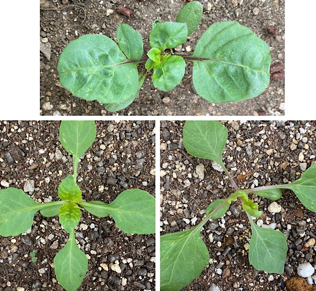 切り花用のポンポンダリアを種から開花まで目指す！ もしかして…