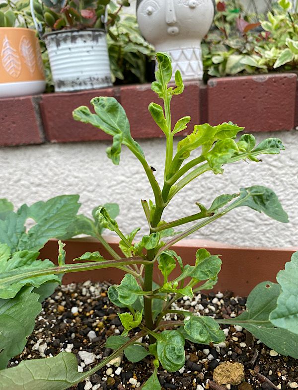 切り花用のポンポンダリアを種から開花まで目指す！ 絶対におかしい！！