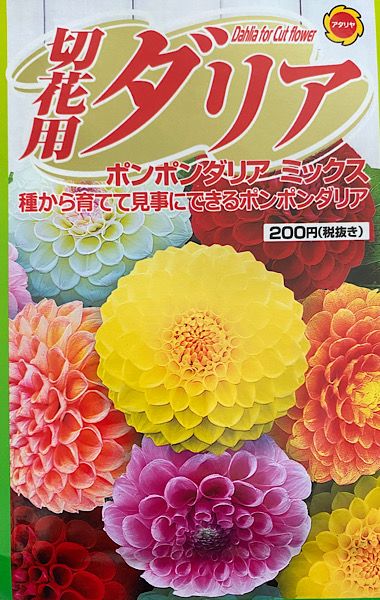 切り花用のポンポンダリアを種から開花まで目指す！