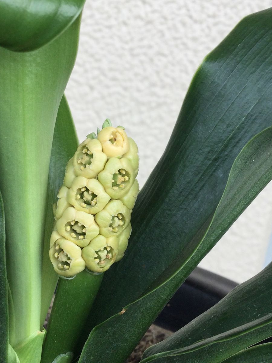 オモト (花芽→開花の観察) アップで。