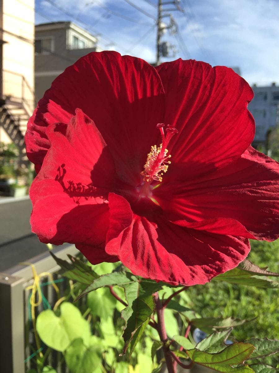 念願のタイタンビカス 、苗は値段が高いので種から育ててみた。 今度こそ本当に開花😍🌺